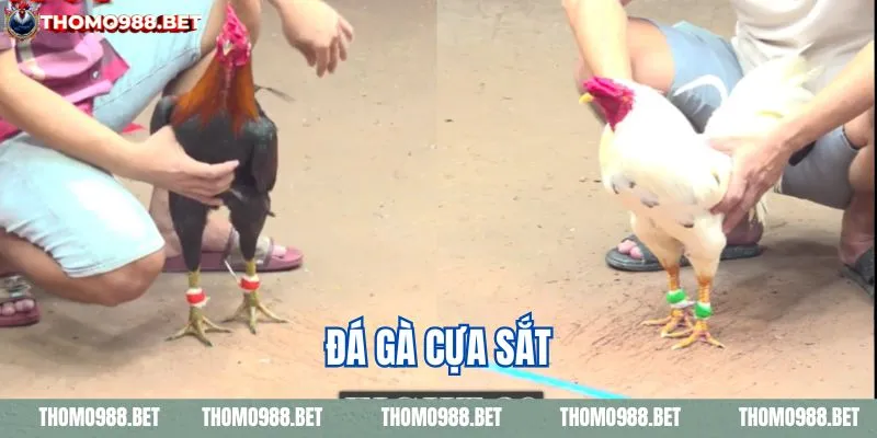 Đá gà cựa sắt