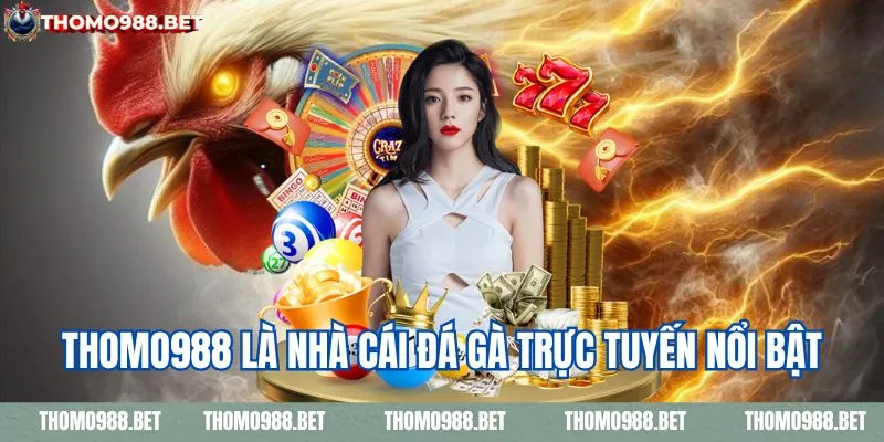 THOMO988 là nhà cái xem đá gà trực tuyến nổi bật